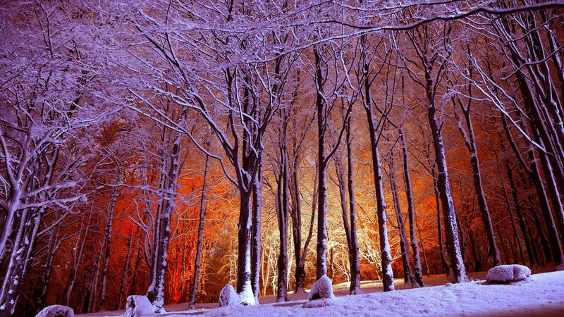 Snow-covered Forest — Purple, Dramatic, Winter