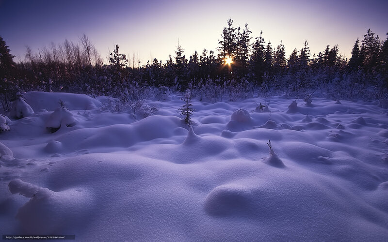 Snow-covered Forest — Purple, Serene