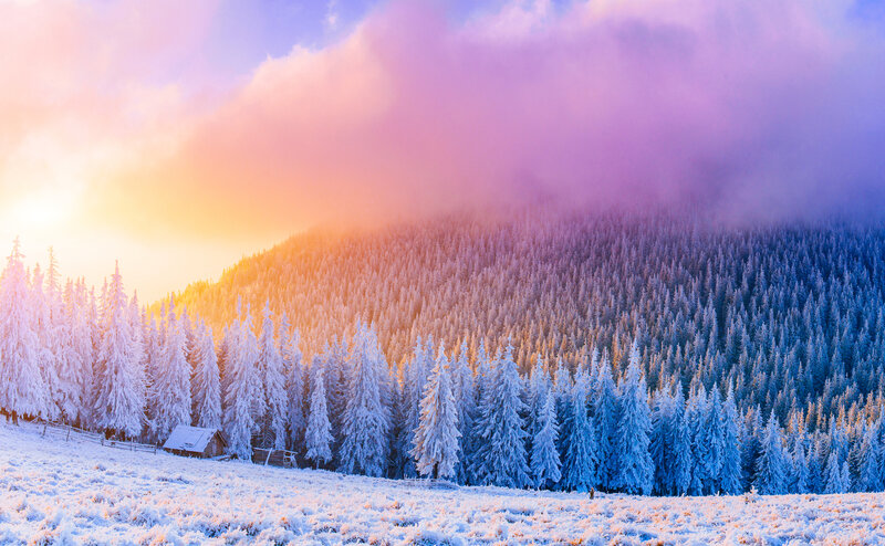 Snow-covered Forest — Purple, Serene, Winter, Photograph