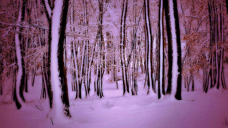 Snow-covered Forest — Purple, Serene, Winter