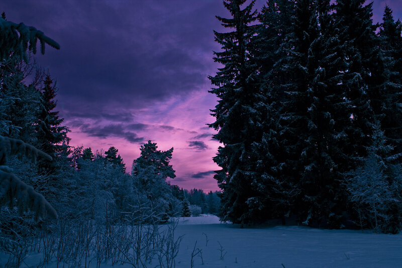 Snow-covered Forest — Purple