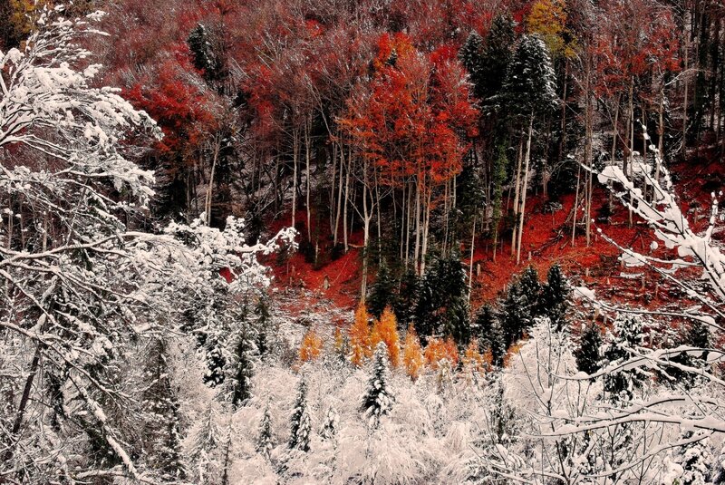 Snow-covered Forest — Red, Serene