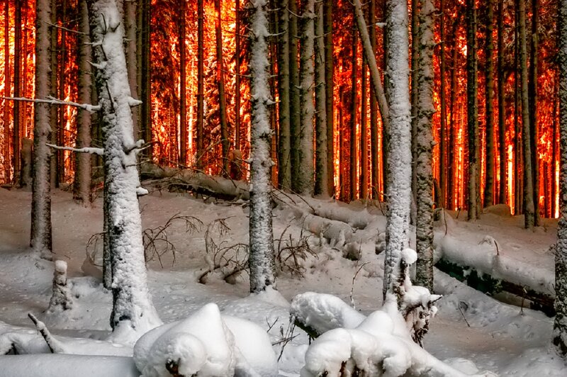 Snow-covered Forest — Red