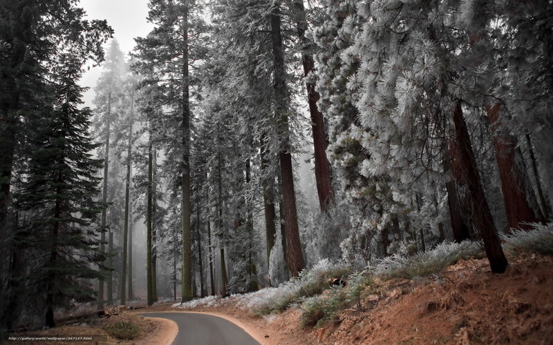 Snow-covered Forest Road — White, Misty