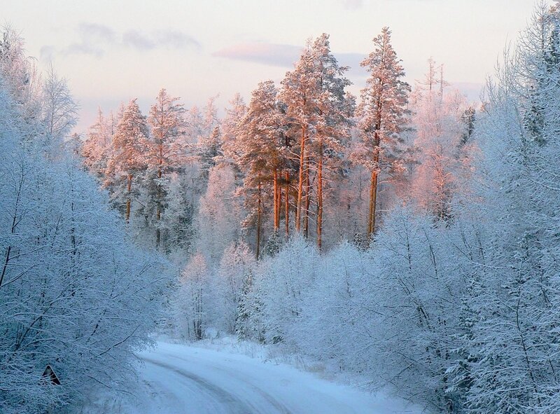 Snow-covered Forest Road — White, Serene, Winter, Photograph