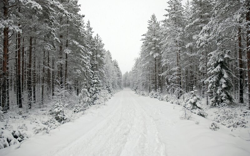 Snow-covered Forest Road — White, Serene, Winter, Photograph, Trees, Snow, Green, Brown