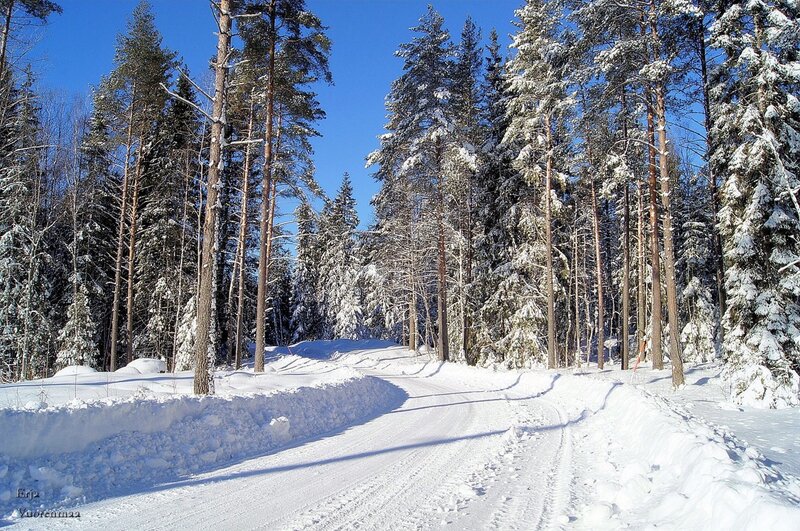 Snow-covered Forest Road — White