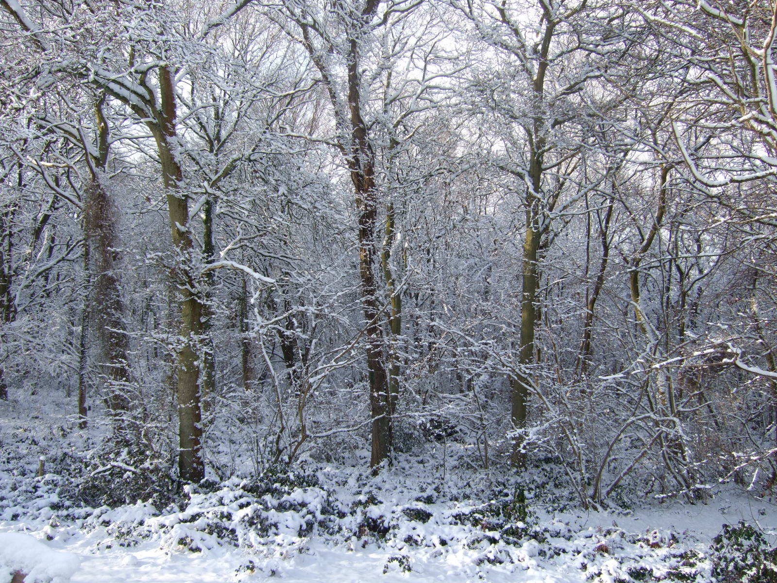 Snow-covered forest scene