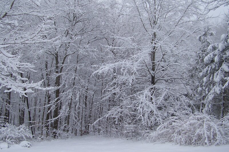snow-covered forest scene