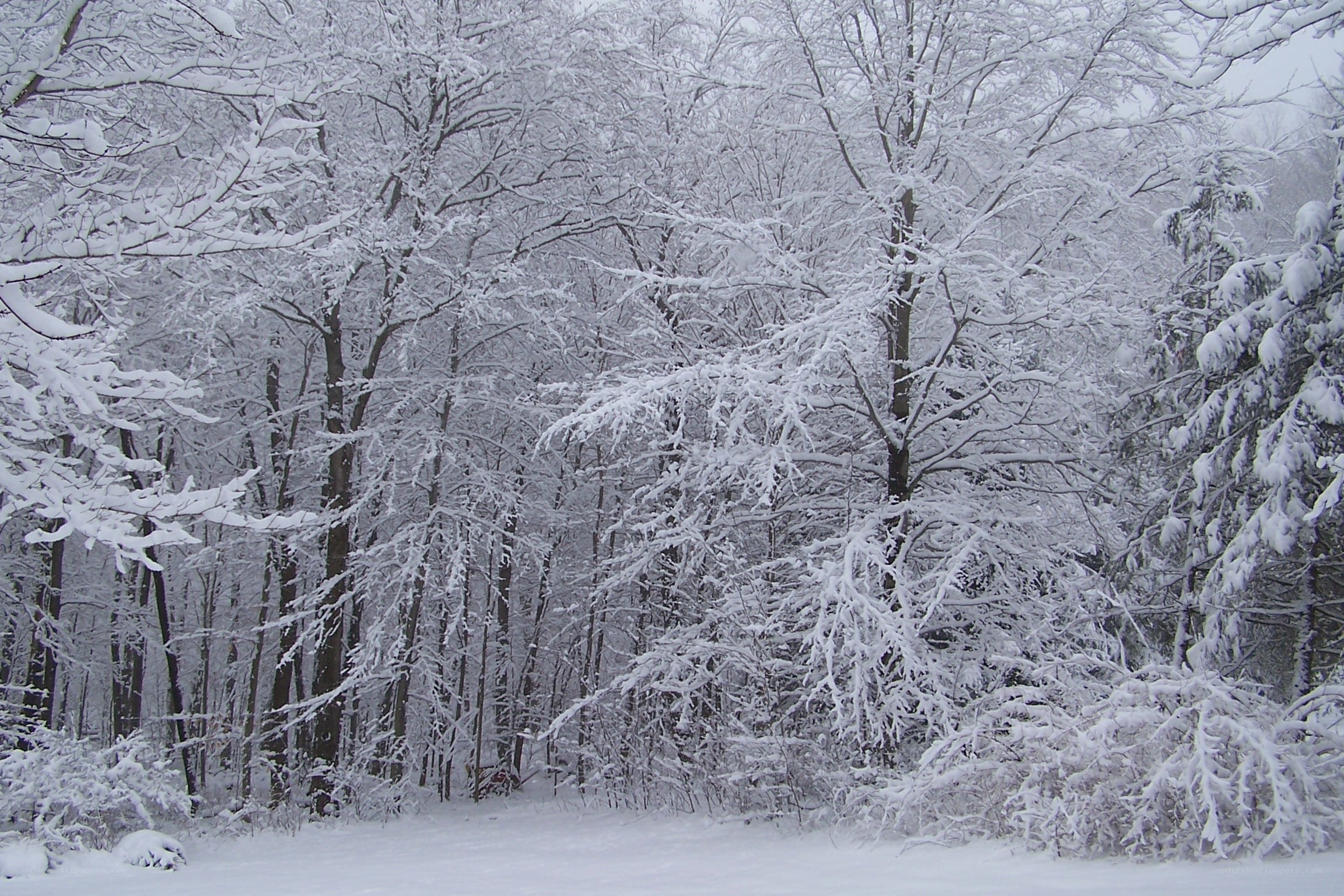snow-covered forest scene