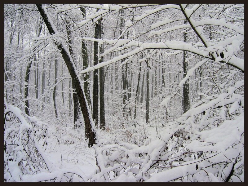 Snow-covered forest scene