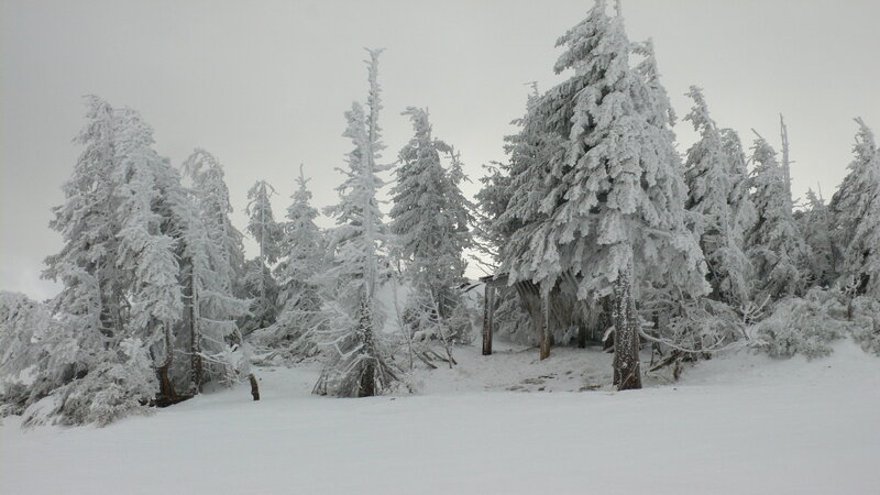 snow-covered forest scene