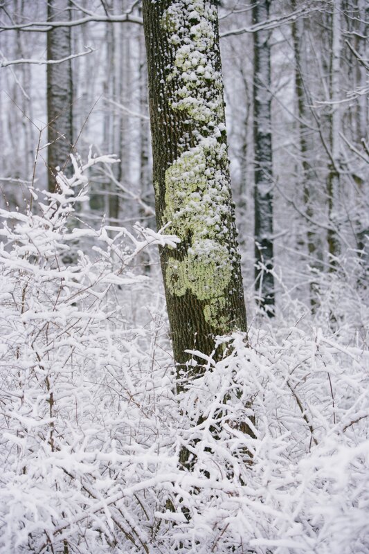 Snow-covered forest scene