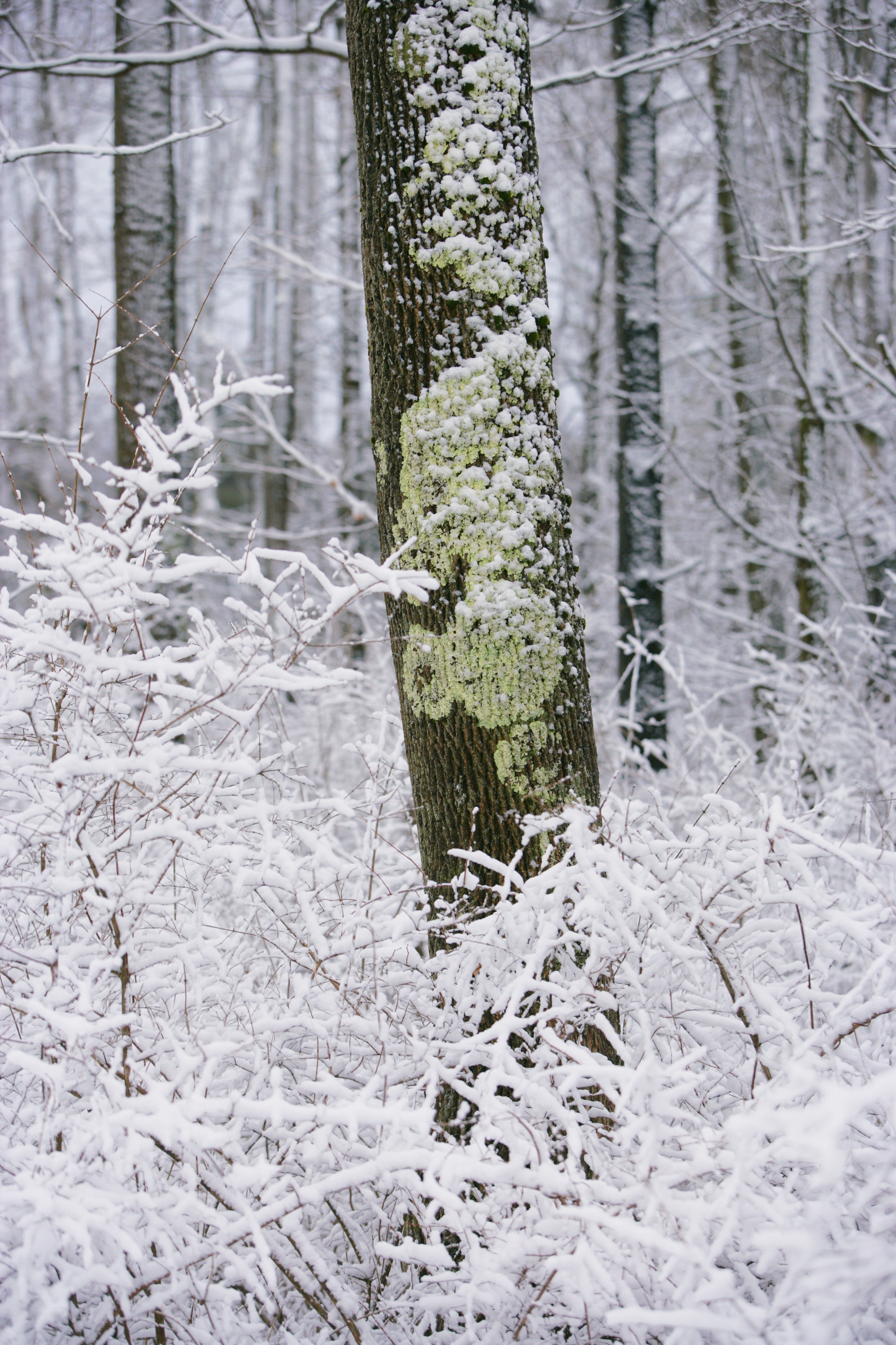Snow-covered forest scene