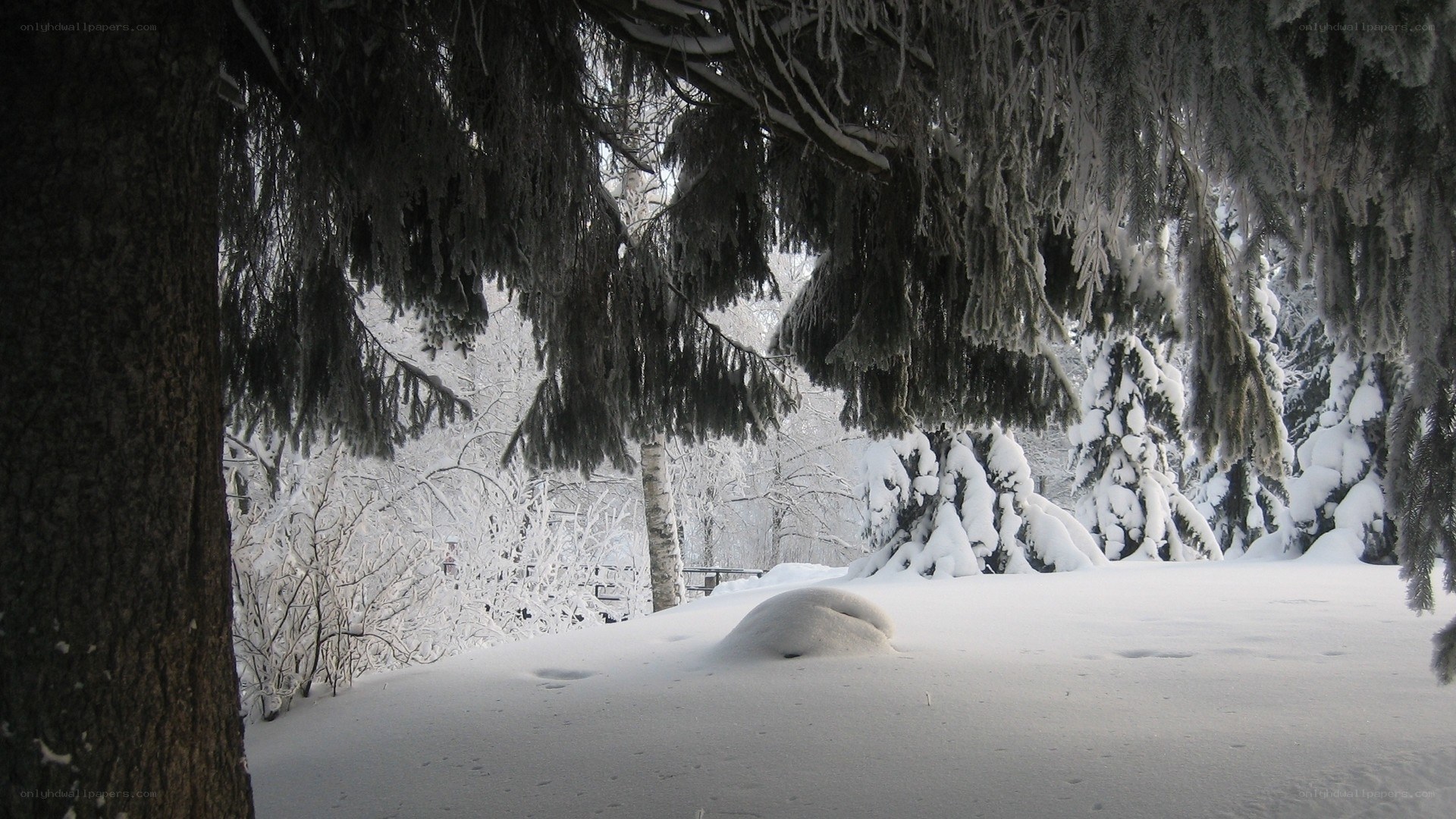 snow-covered forest scene