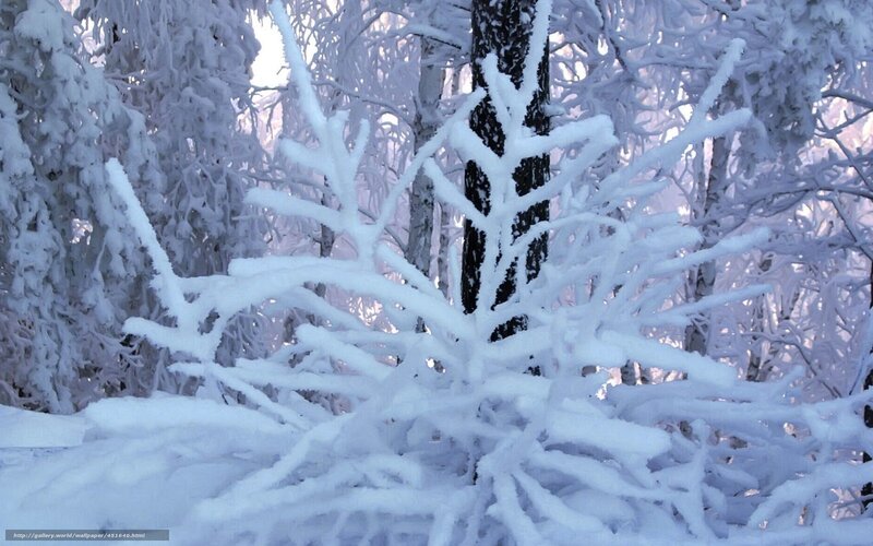 Snow-covered forest scene