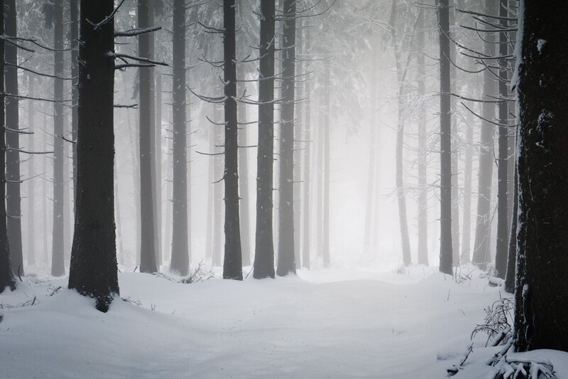Snow-covered Forest — Serene, Black