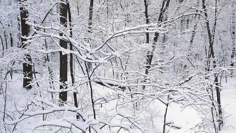 Snow-covered Forest — Serene, Branches