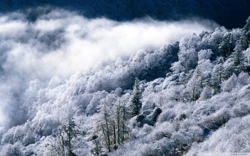 Snow-covered Forest — Serene, Fog