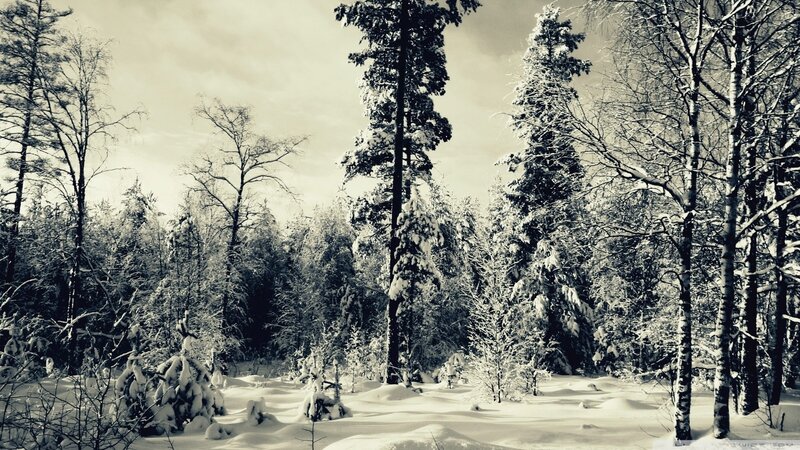 Snow-covered Forest — Serene, Gray