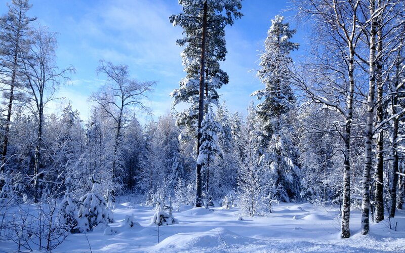 Snow-covered Forest — Serene, Sky