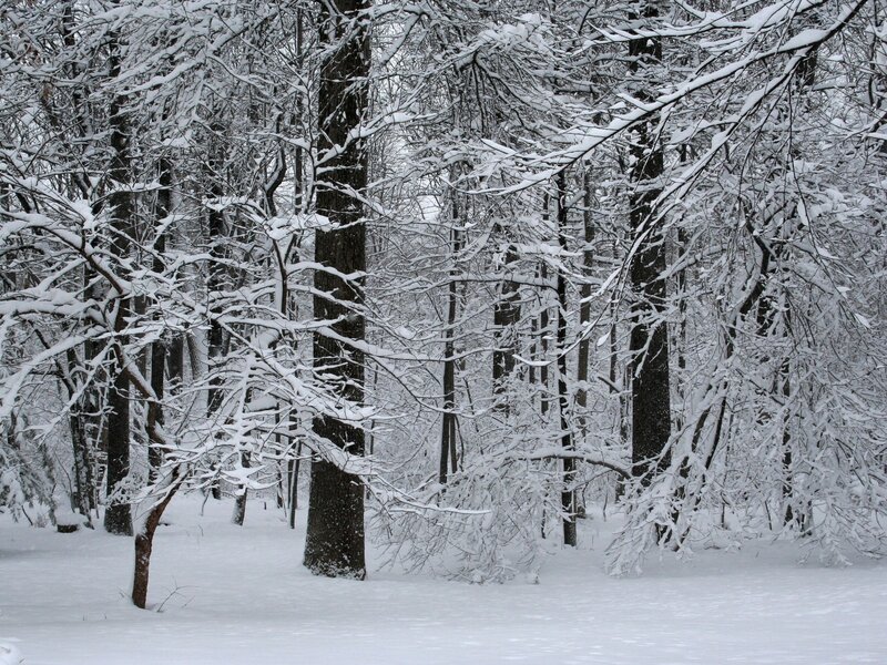 Snow-covered Forest — Serene, Snow