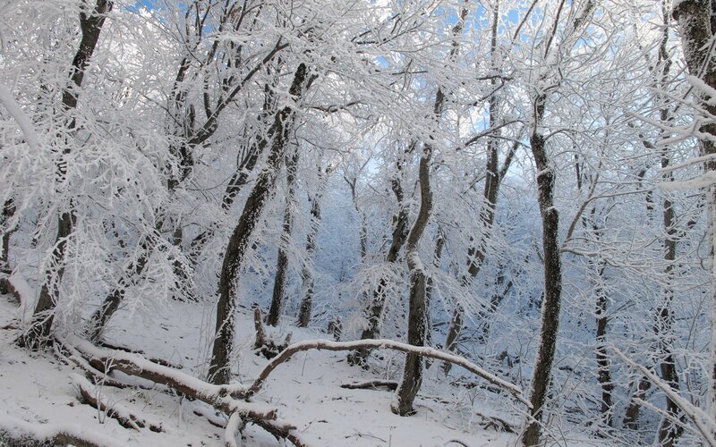 Snow-covered Forest — Sky