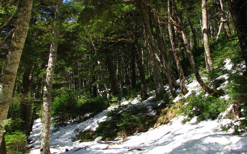 Snow-covered Forest Slope — Green