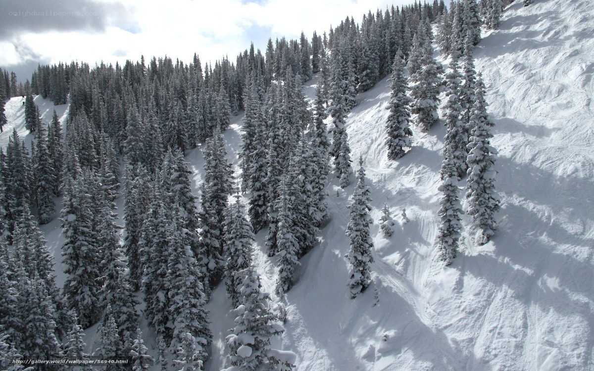snow-covered forest slope