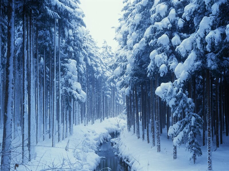 Snow-covered Forest Stream — Blue, Serene, Winter, Photograph, Trees, Snow, White