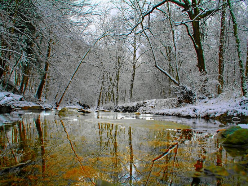 Snow-covered Forest Stream — White, Serene