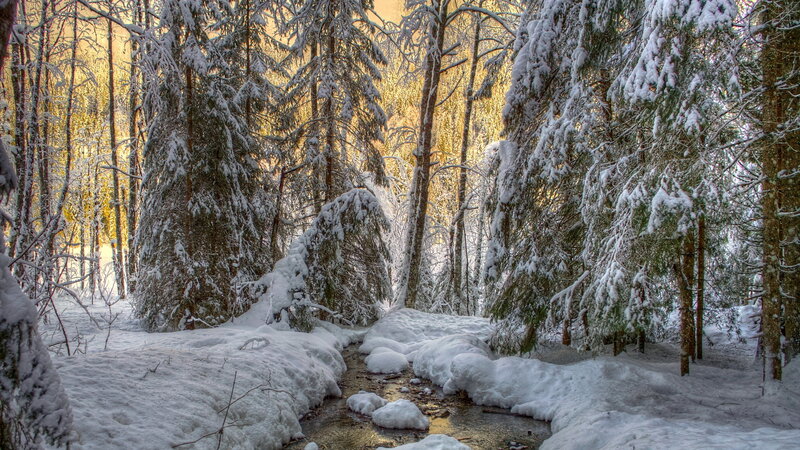 Snow-covered Forest Stream — White, Serene, Winter, Photograph, Trees, Snow