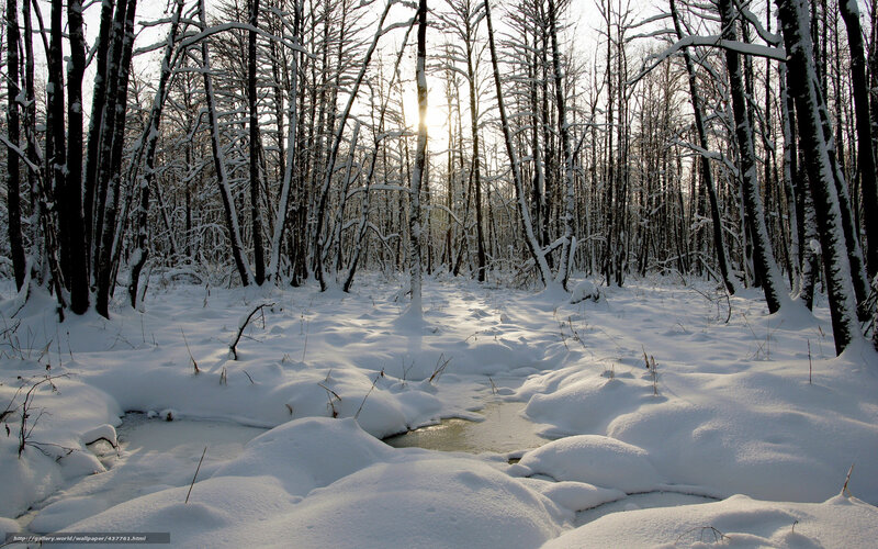 Snow-covered Forest Stream — White, Serene, Winter, Photograph, Trees, Sunlight