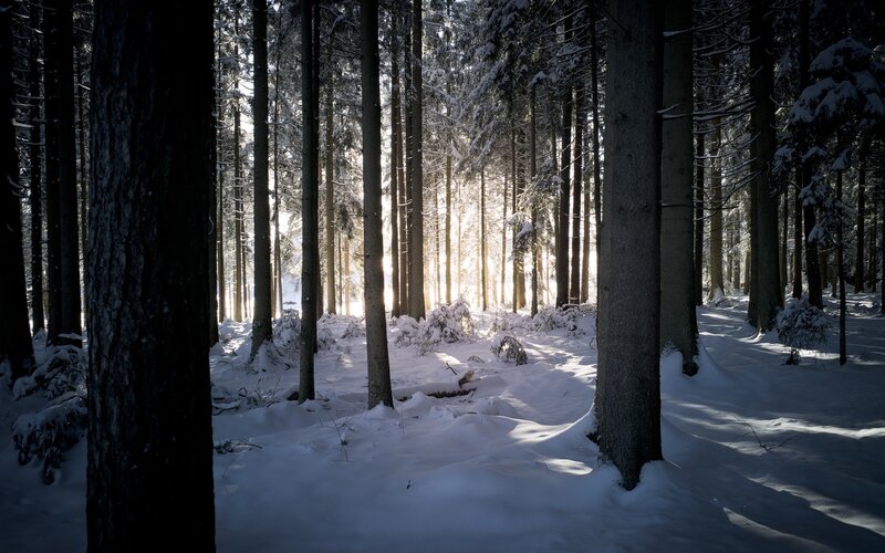 Snow-covered Forest — Sunlight