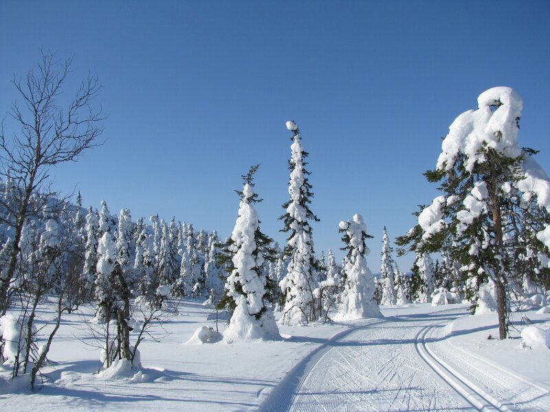 Snow-covered forest trail