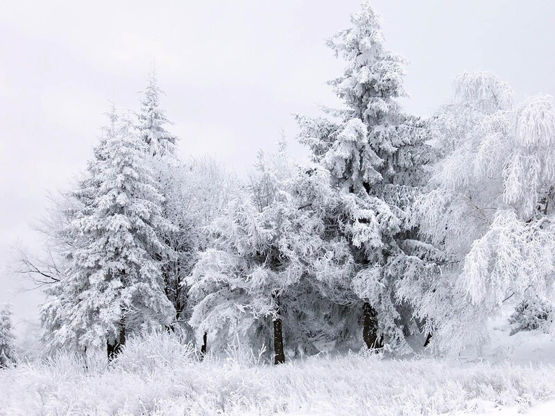 Snow-covered forest trees