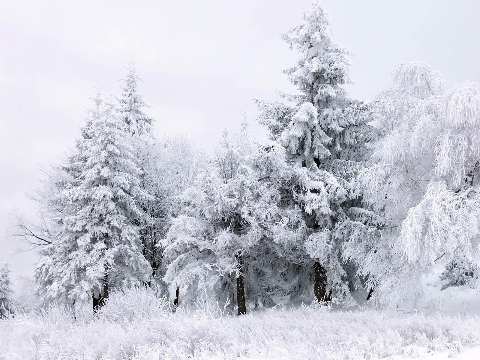 Snow-covered forest trees
