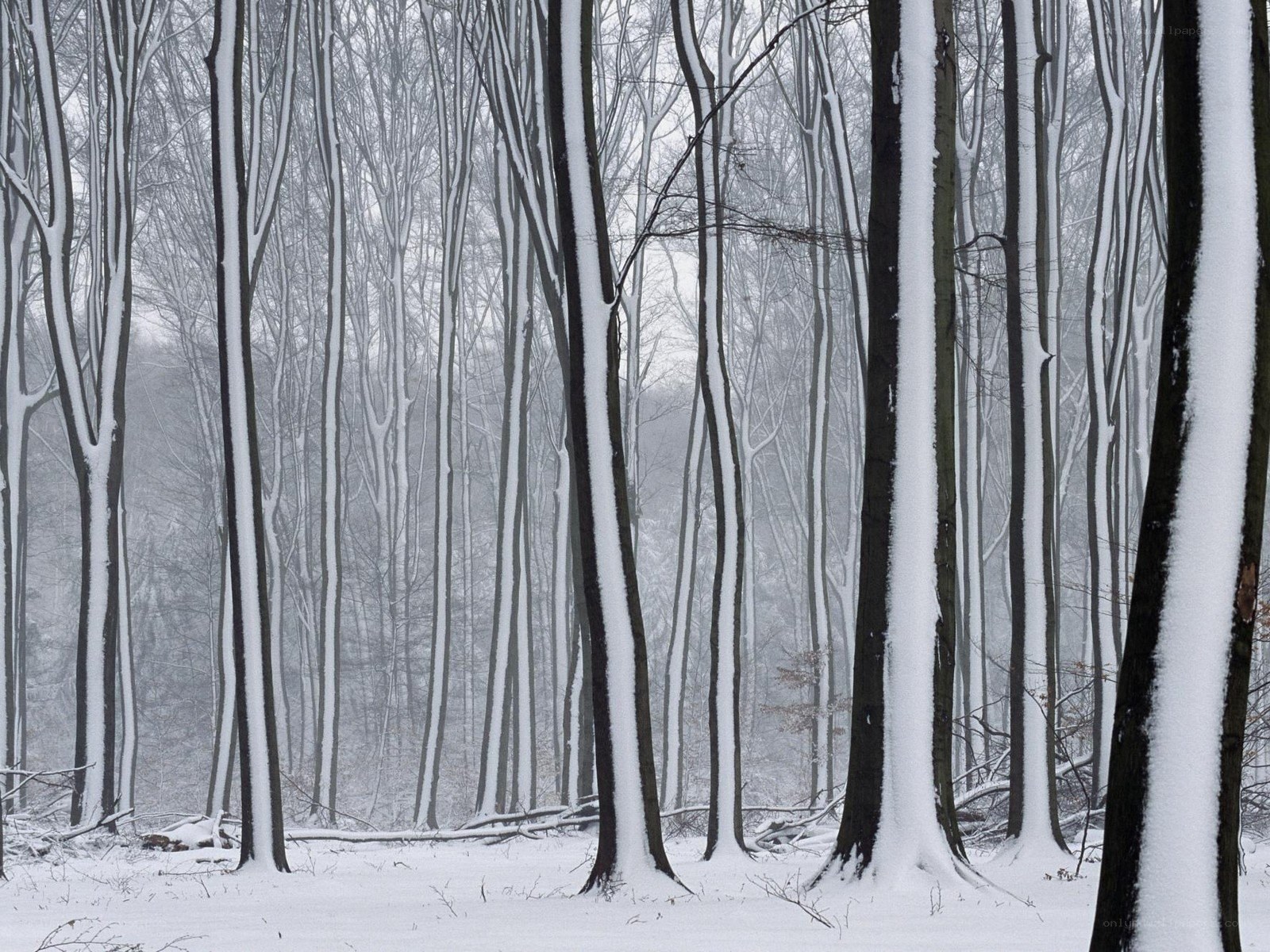 Snow-covered forest trees