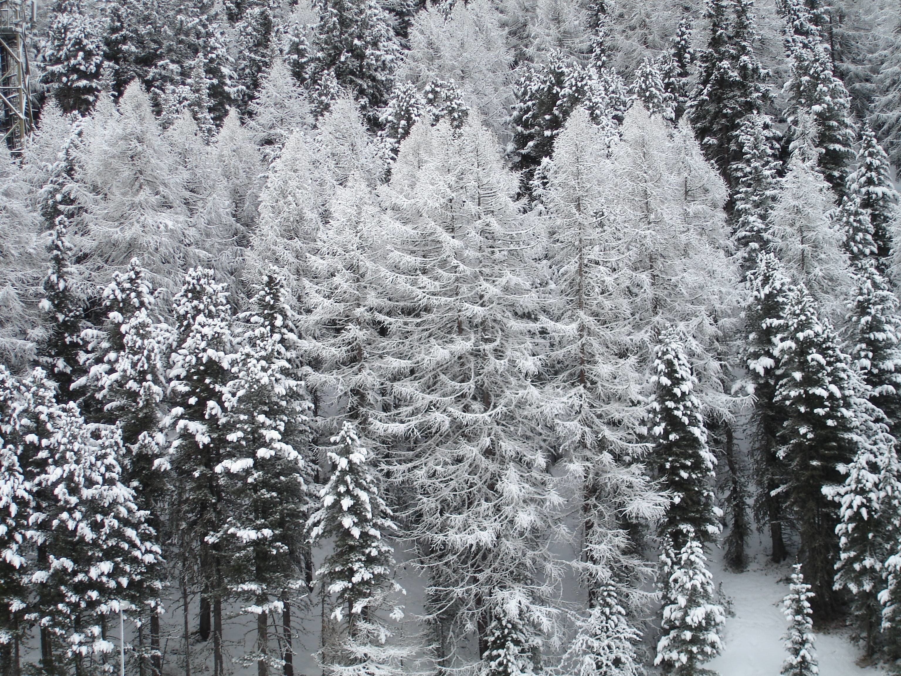 snow-covered forest trees