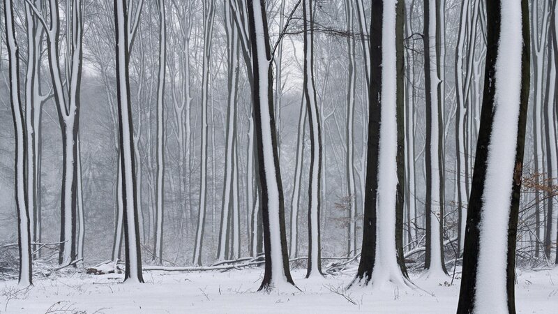 snow-covered forest trees