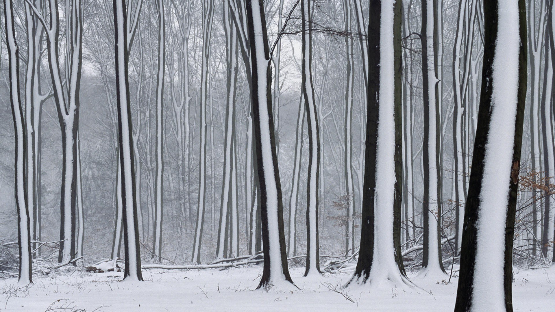 snow-covered forest trees