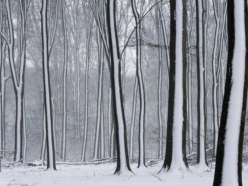 Snow-covered forest trees