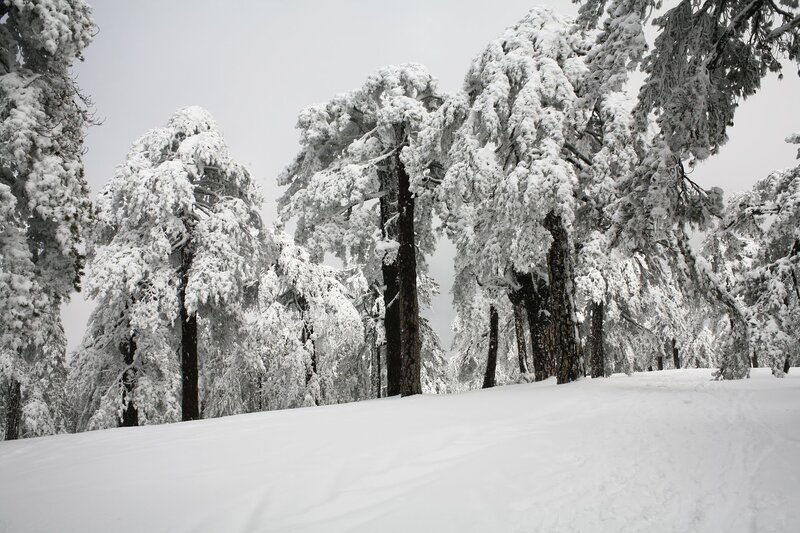 snow-covered forest trees
