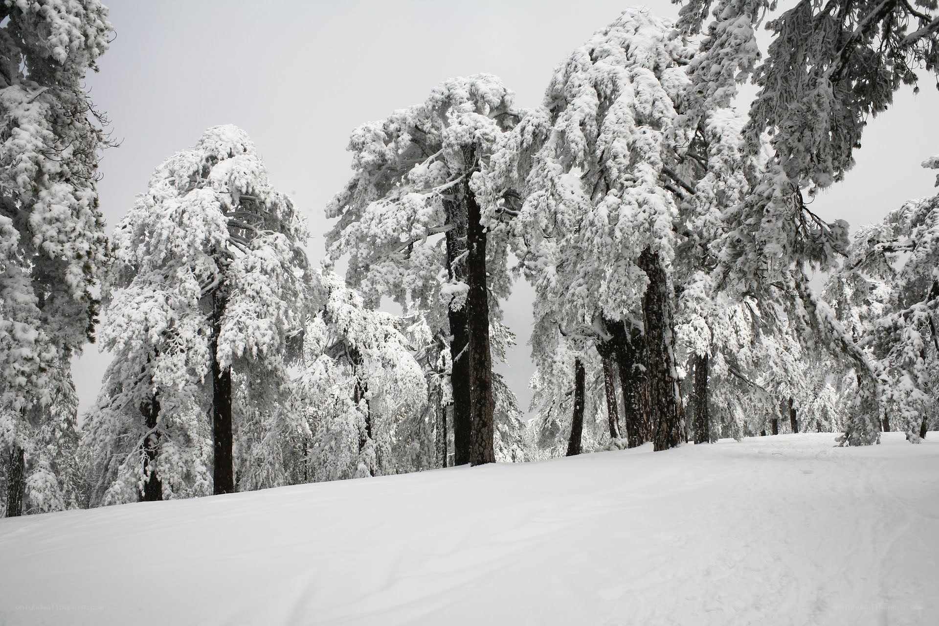 snow-covered forest trees