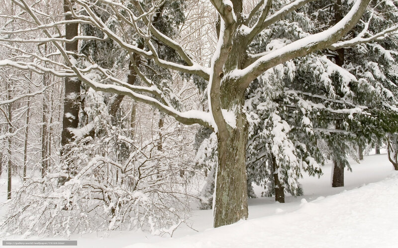 Snow-covered forest trees