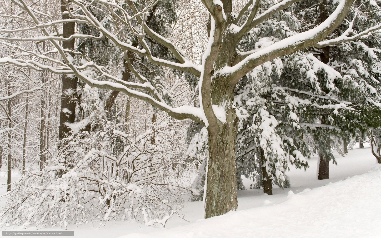Snow-covered forest trees