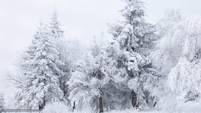 Snow-covered forest trees