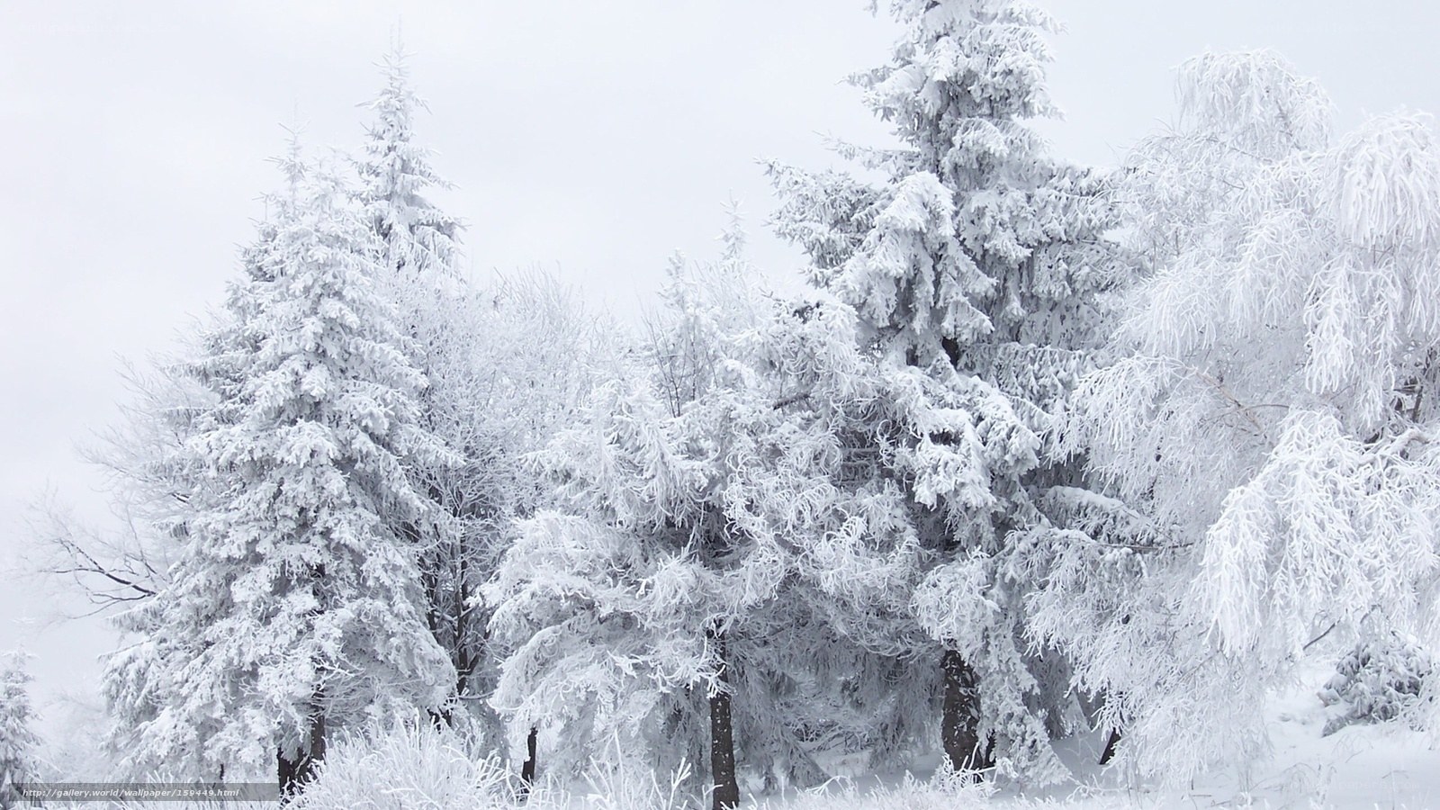 Snow-covered forest trees