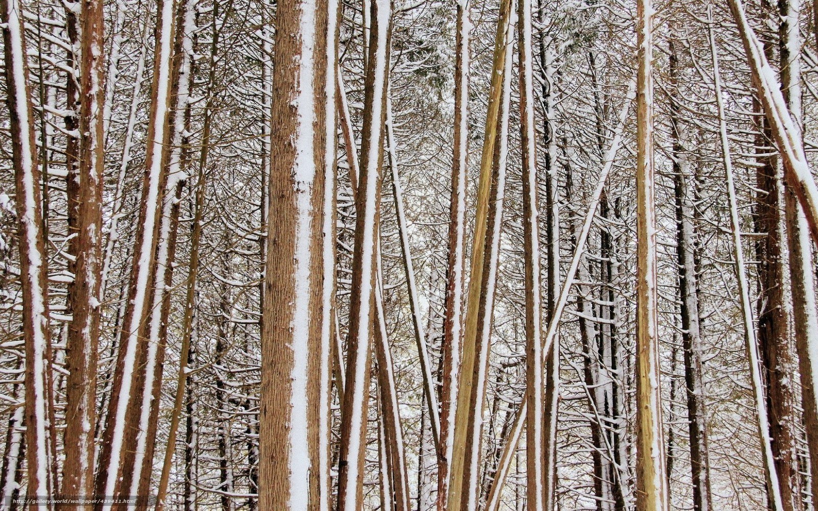 Snow-covered forest trees