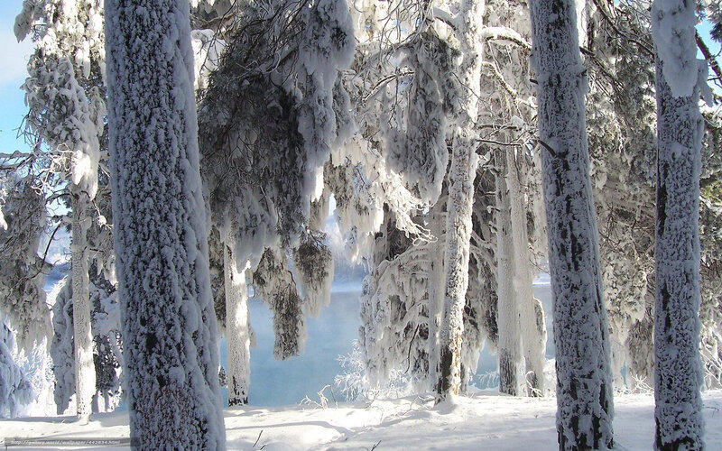 Snow-covered forest trees